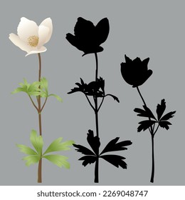 A set of white botanical flowers and petals of spring anemone flowers and the form of silhouettes decor for holidays and design