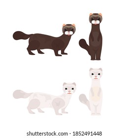 Set of white and brown minks. Mink in a flat style. Isolated, vector.