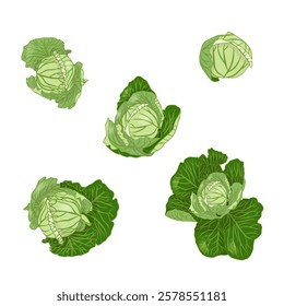 Set of white cabbage in flat style. Vector illustration isolated on white background.