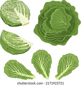 Set of white cabbage with leaves, cabbage halves, slices. Vector illustration in flat style isolated on white background.