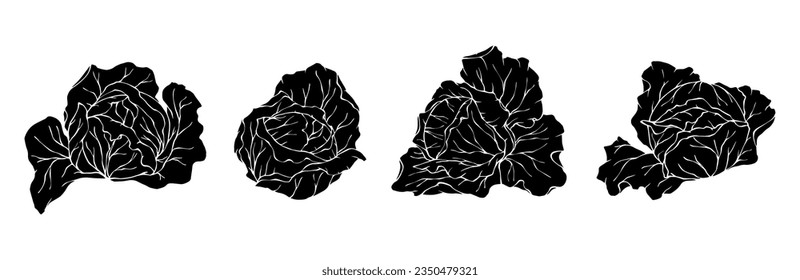 Set of white cabbage silhouettes.Vector graphics.