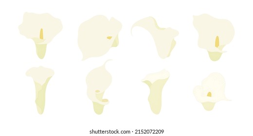 Set of white calla lily blooming flowers illustration.