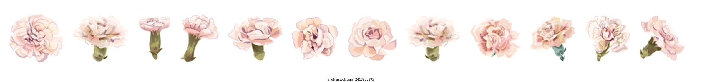 Set of white carnation's flowers heads in watercolor style on white background. Close-up, panoramic view. Collection for Mother's Day, Victory Day. Digital draw, realistic vintage illustration, vector