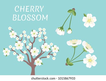 Set of white cherry blossom on blue background.  Vector illustration flat style.  Tree, flowers and buds. Spring time.