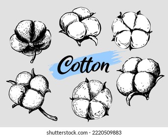 Set of white cotton flowers. Vector illustrations set. Cotton flower plant, organic ball fluffy boll.