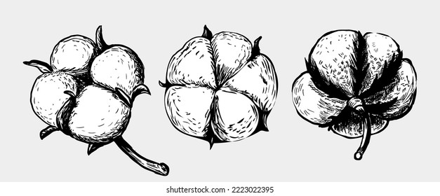 Set of white cotton flowers. Vector illustrations set. Cotton flower plant, organic ball fluffy boll.