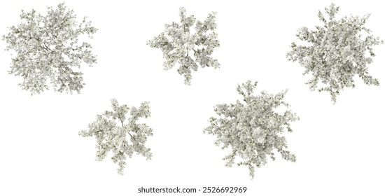 Set of white cottonwood tree isolated on transparent background  from the top view