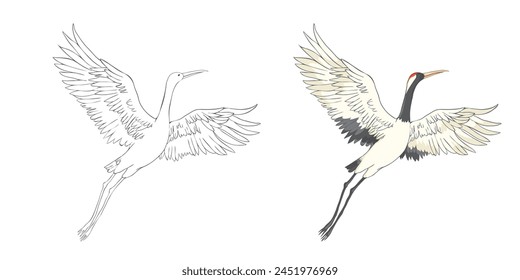 Set of white cranes in different, collection of hand drawn japanese birds. Symbol of traditional asian art, isolated flat vector illustration on white background.