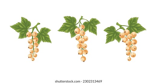A set of white currants. Three branches with ripe white currants and green leaves. Twigs with ripe currant berries. Vector illustration on a white background