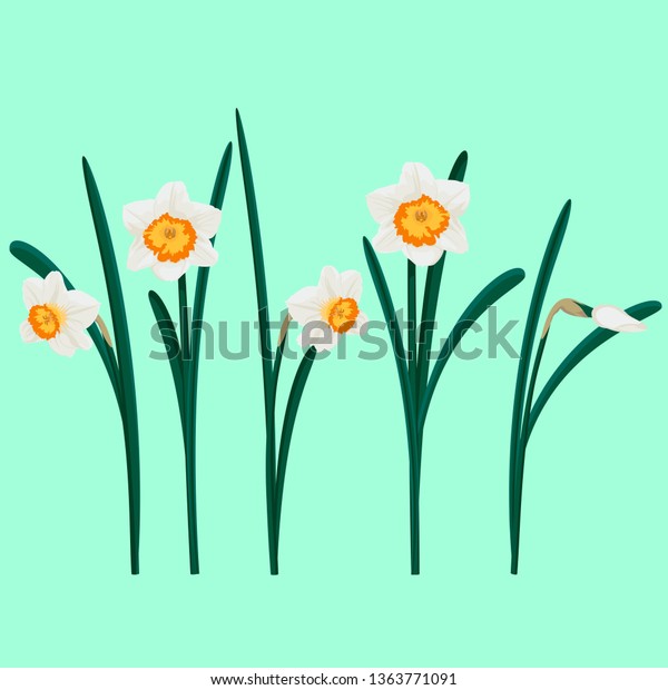 Set of white daffodils. Vector illustration\
of narcissuses