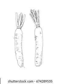 set of White daikon radish , sketch vector.