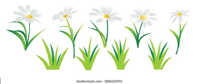 Set of white daisies. Isolated vector illustration. Wild meadow flowers. Cartoon style.