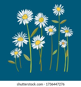 Set of white daisies on blue background. Beautiful flowers for decoration. Vector isolated illustration for wedding and holiday invitations, postcards, gifts