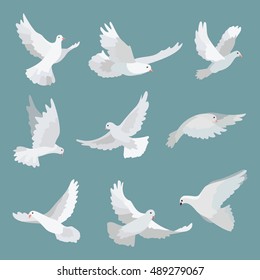 Set white doves peace isolated on background. Vector bird illustration