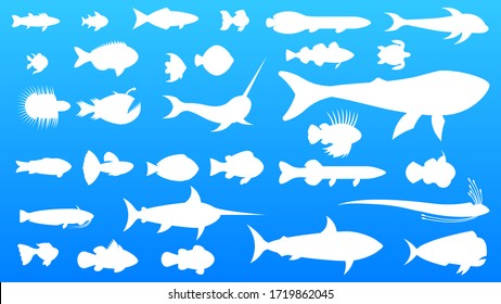 Set White Fish Vector Collection Design Elements Water Marine Nature Fauna River Ocean