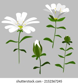 set of white flower, floral vector, blossom illustration with isolate element
