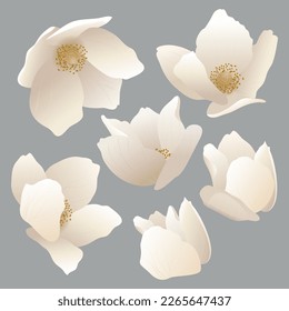 Set of white flowers and petals of spring anemone flowers decor for holidays and design