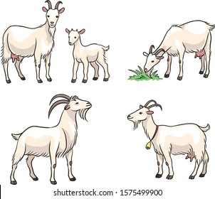 Set of white goats. Vector illustration. EPS8