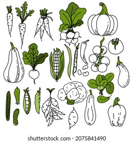 a set of white and green vegetables doodle. Elements for the design of culinary posters, menus,web page design
