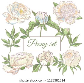 Set of white hand drawn peony flowers, bud, leaves,  sketch style. Vector illustration isolated on white background