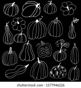Set of white hand drawn pumpkin contours. Pumpkins with doodle style on a black background. Thanksgiving Halloween greeting card design elements. A collection of healthy vegetables for the menu.