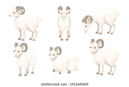 Set of white horned mountain ram sheep cartoon character design flat vector animal illustration isolated on white background