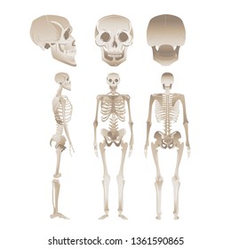 Set of white human skeletons - collection of medical anatomy models from different angles, positions of skull and bones of people. Vector illustration isolated on white background.