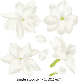 Set white jasmine Flower. Perfect realistic vector illustration. Isolated on white background.