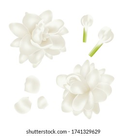 Set white jasmine Flower. Perfect realistic vector illustration. Isolated on white background.