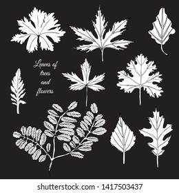 Set with white  leaves of trees and flowers on black background. Hand drawn ink sketch.