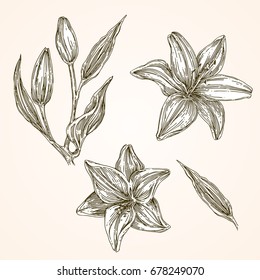 Set of White lily. Leaves, flowers and buds. Vintage style. Vector illustration.