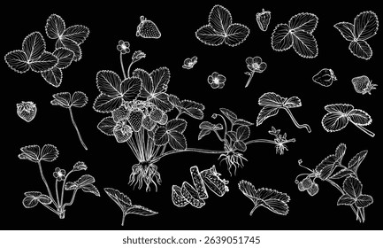 Set of white line art strawberry plant with flowers, leaves, fruits isolated on black background. Hand drawn botanical illustration of summer fruit. For print and online projects
