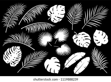 set of white palm leaves