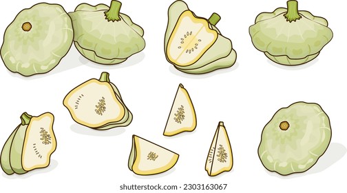 Set of White Patty Pan squash or Scallop or Scallopini squash. Summer squash. Cucurbita pepo. Fruits and vegetables. Cartoon style. Vector illustration isolated on white background.