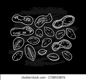 Set of white peanut images isolated on black chalkboard background. Ink sketch of nuts. Hand drawn vector illustration. Peanuts, nuts in shell and  leaves. 