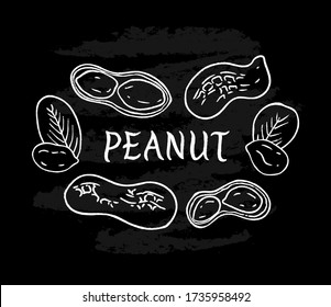 Set of white peanuts on black chalkboard background. Hand drawn sketch of nuts and leaves. Vector illustration. 