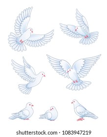 Set of white pigeons - flying and sitting. Vector EPS10