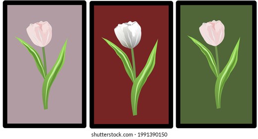 Set of white ,pink realistic tulip flowers . Elements floral decor for a greeting card women day or month day. Isolate on dark background. Vector illustration.