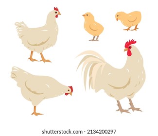 Set of white poultry farm chicken birds. Rooster cock with hen and chicks isolated on white background. Chicken family icons in flat or cartoon style vector illustration.