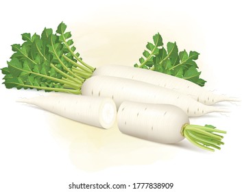 set of white radish with radish green leaves 