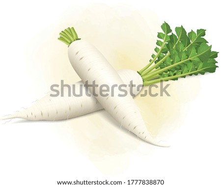set of white radish with radish leaves 