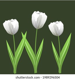 Set of white realistic tulip flowers . Elements floral decor for a greeting card women day or month day. Isolate on dark background. Vector illustration.