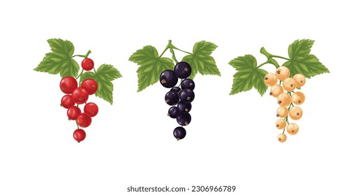 A set of white, red and black currants. Three branches with garters of white, red and black currants and green leaves. Twigs with ripe currant berries. Vector illustration on a white background