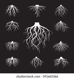 Set of White Roots. Vector Illustration.