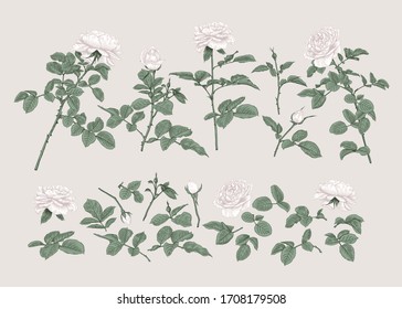 Se coloca con rosas blancas. Ilustración vectorial botánica.Colores Pastel. 