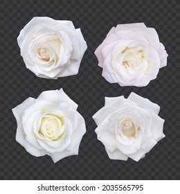 Set of White roses, Realistic illustration of white rose on dark background, vector format
