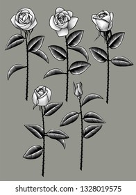 Conjunto de rosas blancas en estilo retro. Dibujo estilizado de grabado de época. Ilustración del vector