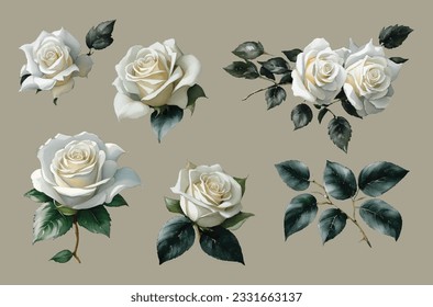 conjunto de ilustraciones de color de rosas blancas. dibujado a mano, fondo blanco aislado, flor clipart, para ramos, coronas, arreglos, invitaciones de boda, aniversario, cumpleaños, postales, saludos