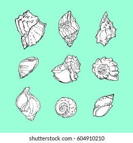 set of white sea shells with black contours isolated on a blue background