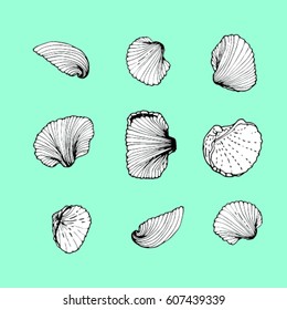 set of white sea shells with black contours isolated on a blue background